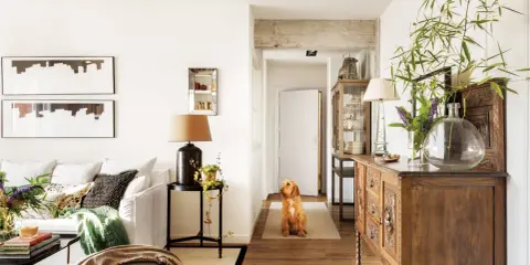 Perro espera en el pasillo que conecta la entrada, salón y recibidor. Mueble antiguo y plantas decoran el espacio.