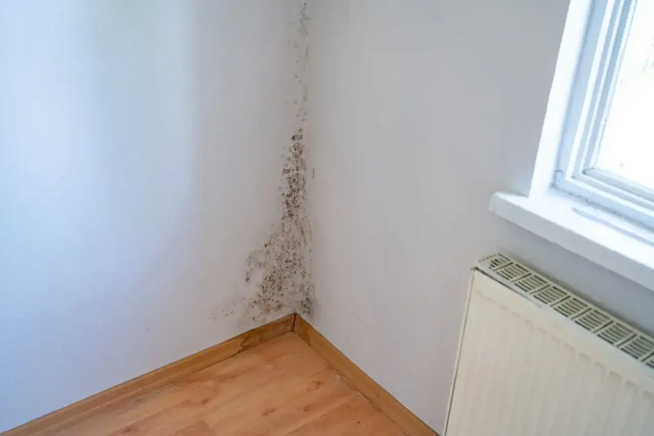 Esquina de una habitación con moho en la pared, cerca de un radiador y una ventana.